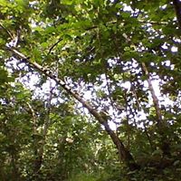 Keşap Kayabaşı Köyü Resimleri 8