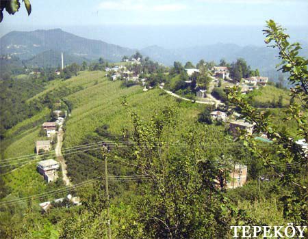 Keşap Tepeköy Köyü Resimleri 2