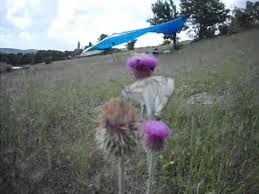 Uşak Altıntaş Köyü Resimleri 9