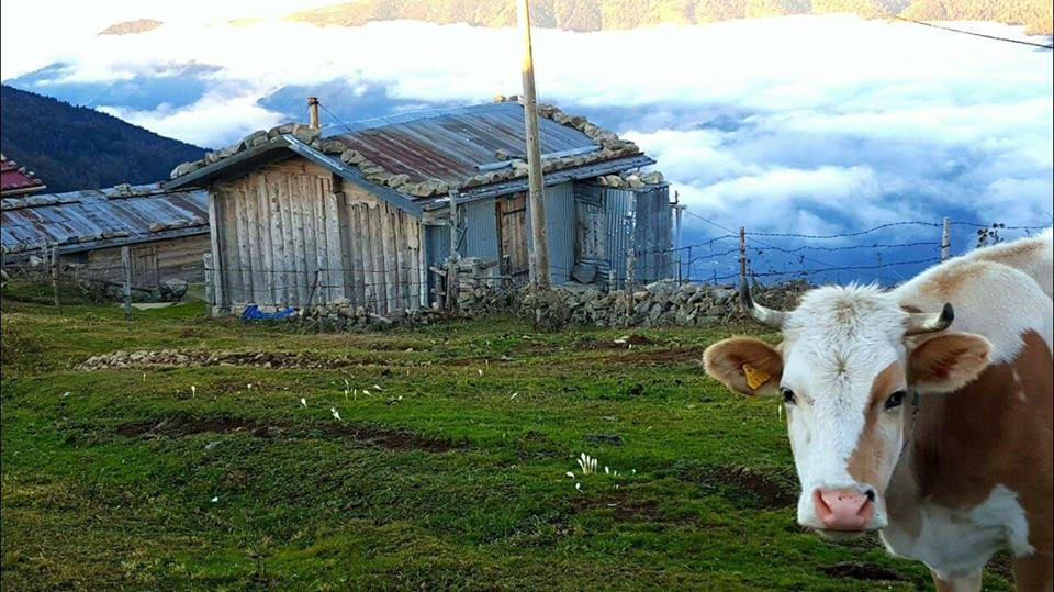 Çaykara Karaçam Köyü Resimleri 27