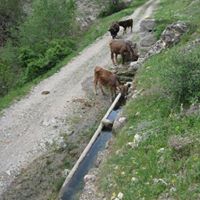 Şebinkarahisar Akviran Köyü Resimleri 6