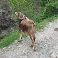 Şebinkarahisar Akviran Köyü Resimleri 7