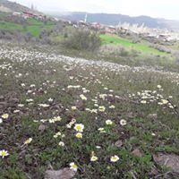 Şebinkarahisar Çakır Köyü Resimleri 27