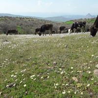 Şebinkarahisar Çakır Köyü Resimleri 28