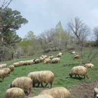 Şebinkarahisar Dönençay Köyü Resimleri 9