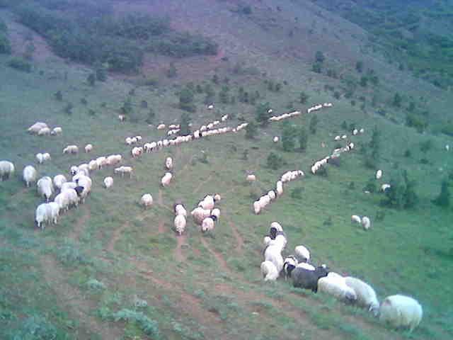Şebinkarahisar Erentepe Köyü Resimleri 2