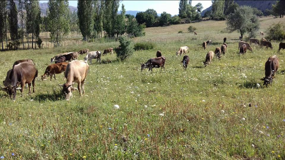 Şebinkarahisar Gürpınar Köyü Resimleri 10