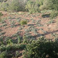 Şebinkarahisar Karaağaç Köyü Resimleri 4