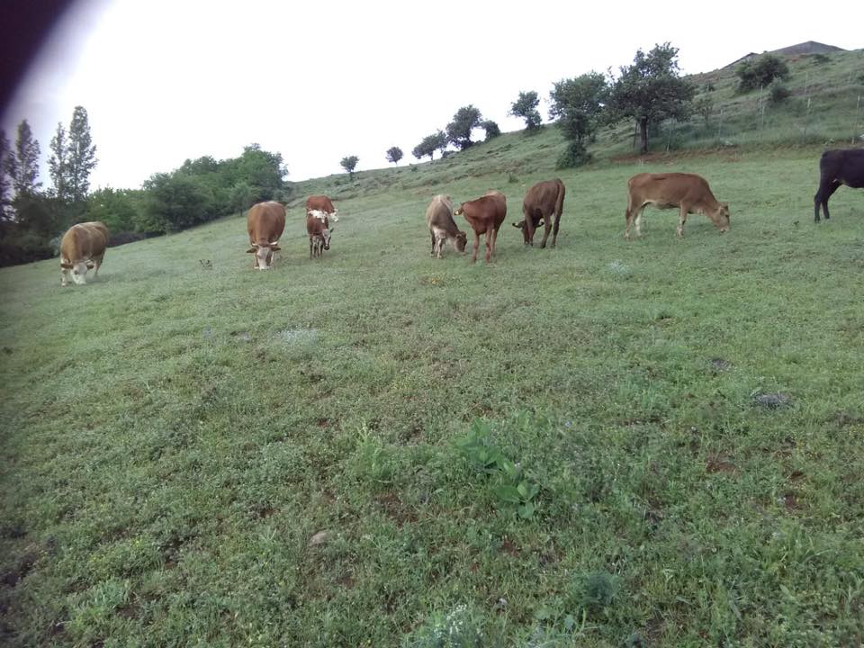 Şebinkarahisar Taşcılı Köyü Resimleri 5