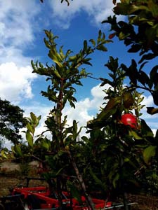 Edirne Hacıumur Köyü Resimleri 3