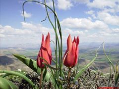 Afşin Binboğa  Köyü Resimleri 3