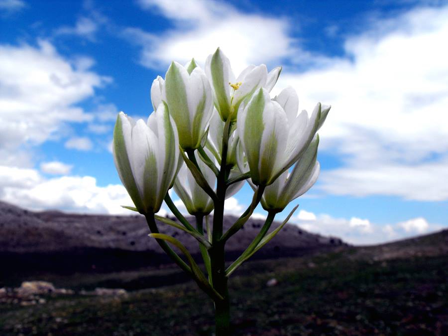 Afşin Binboğa  Köyü Resimleri 8