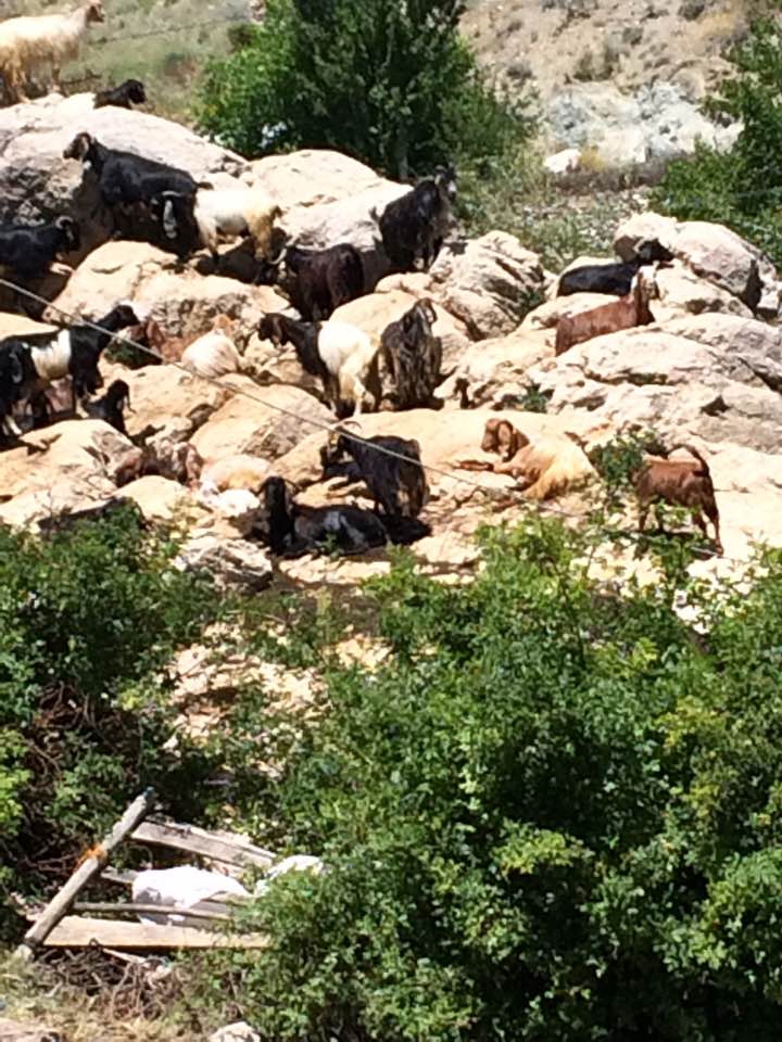 Afşin  Dokuztay Köyü Resimleri 3