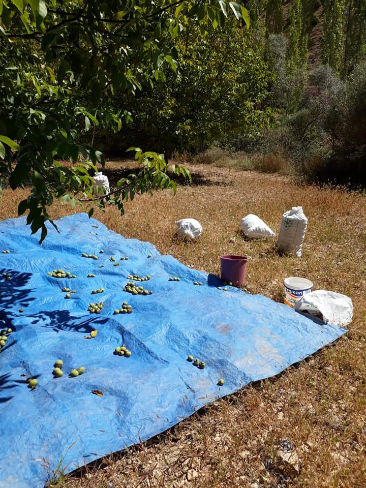 Afşin  Dokuztay Köyü Resimleri 4