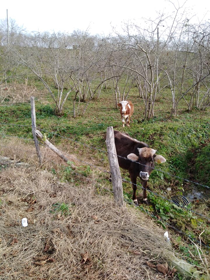 Tirebolu Arageriş Köyü Resimleri 10