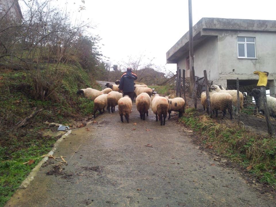 Tirebolu Arageriş Köyü Resimleri 3