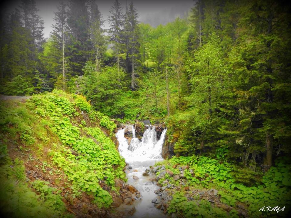 Tirebolu Aşağıboynuyoğun Köyü Resimleri 2