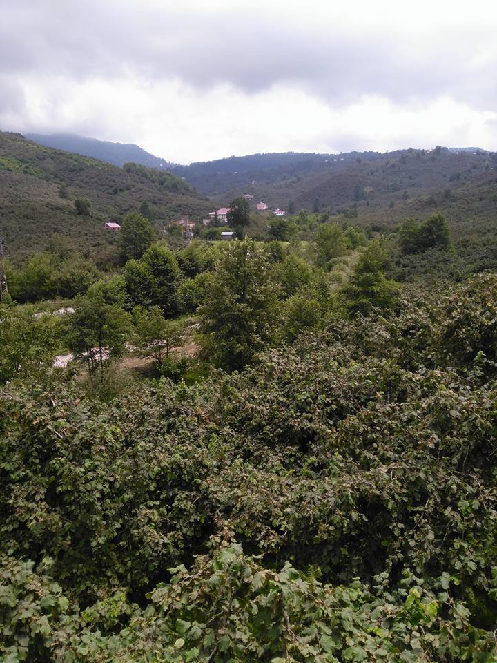 Tirebolu Balçıkbelen Köyü Resimleri 3