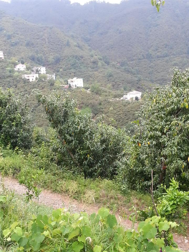 Tirebolu Civil Köyü Resimleri 2