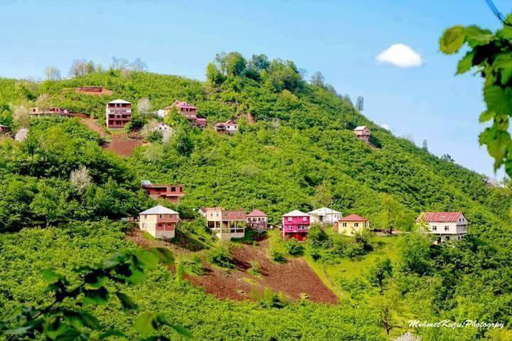 Tirebolu Danışman Köyü Resimleri 1