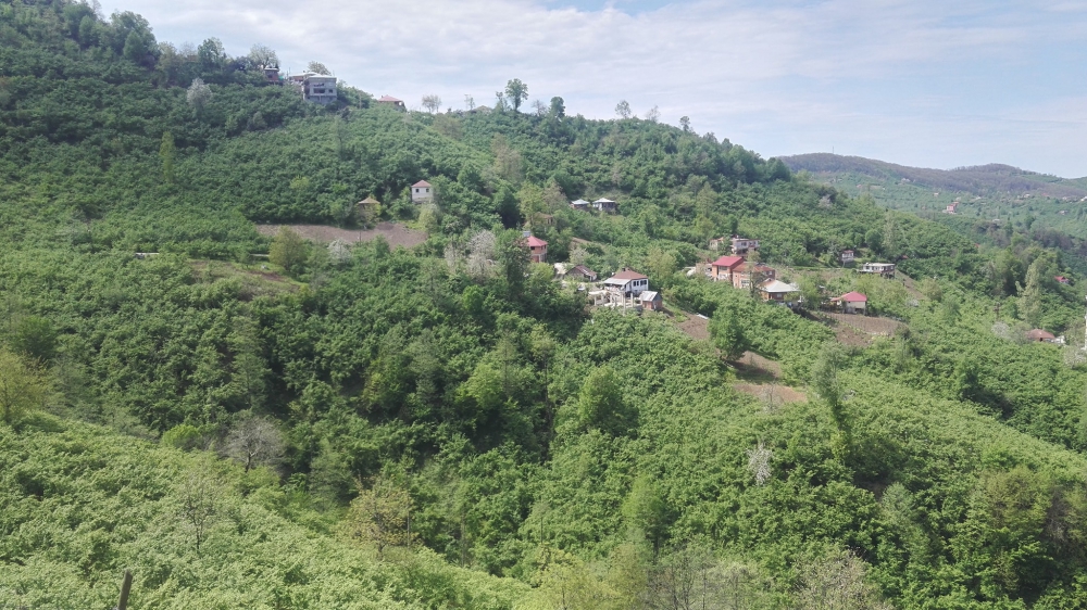 Tirebolu Danışman Köyü Resimleri 18