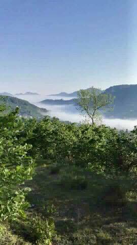 Tirebolu Danışman Köyü Resimleri 4