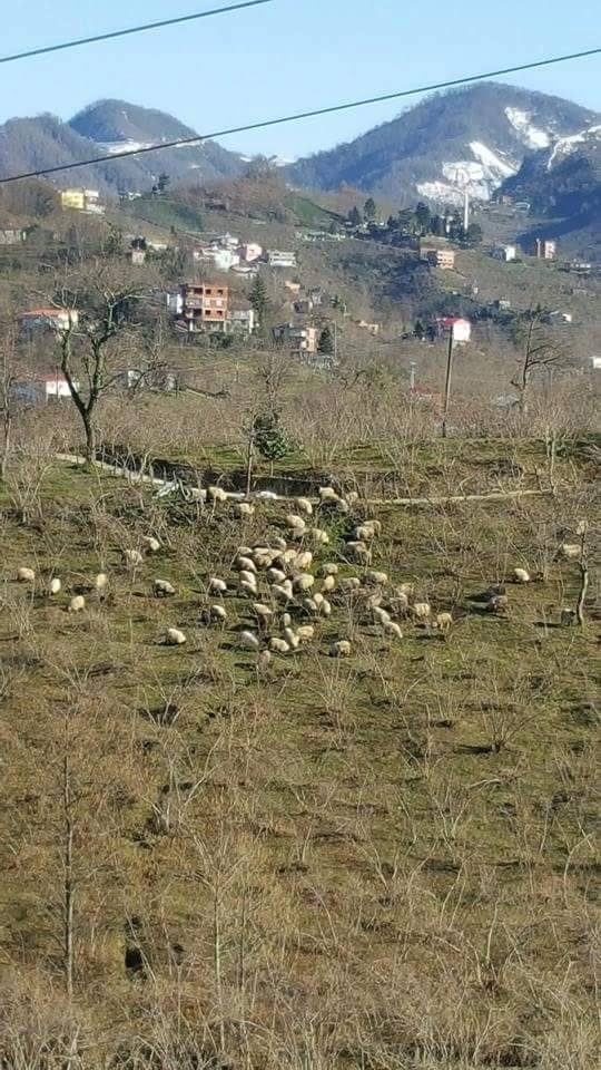 Tirebolu Düzköy Köyü Resimleri 4