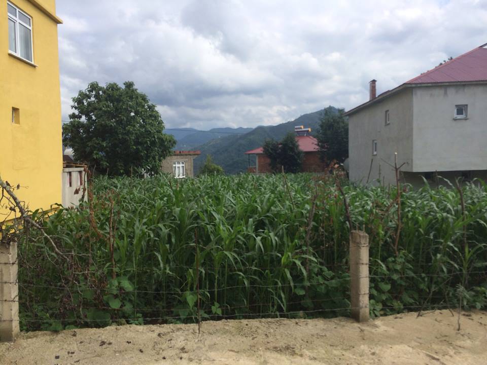 Tirebolu Karaahmetli Köyü Resimleri 4