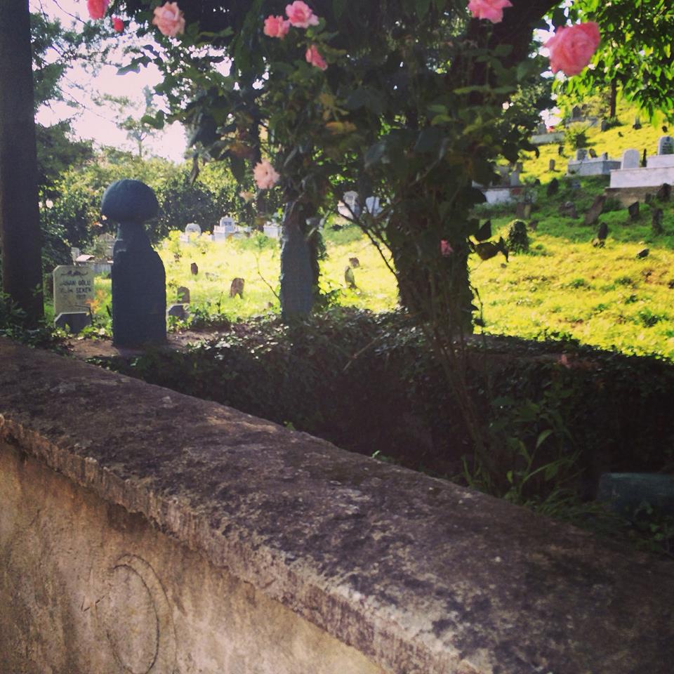 Tirebolu Karaahmetli Köyü Resimleri 6