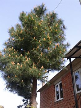 Tirebolu Köseler Köyü Resimleri 1