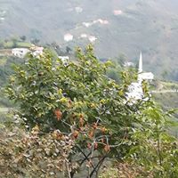 Tirebolu Ortaköy Köyü Resimleri 10