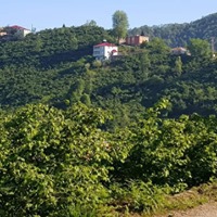 Tirebolu Ortaköy Köyü Resimleri 25