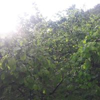 Tirebolu Şenyuva  Köyü Resimleri 16