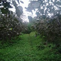 Tirebolu Şirinköy Köyü Resimleri 2