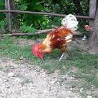 Tirebolu Yağlıkuyumcu Köyü Resimleri 1