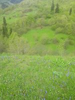 Yağlıdere Akpınar Köyü Resimleri 6