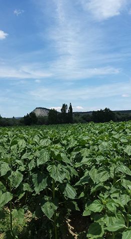 Uşak Çamyazı Köyü Resimleri 9