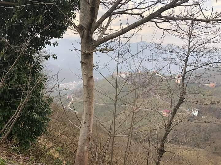 Yağlıdere Kurucalı Köyü Resimleri 8