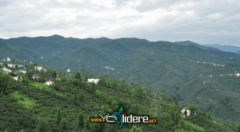 Yağlıdere Kurucalı Köyü Resimleri 9