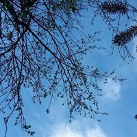 Yağlıdere Umutbükü Köyü Resimleri 5