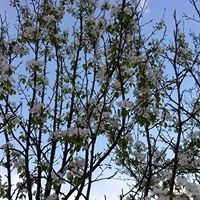 Yağlıdere Umutbükü Köyü Resimleri 6