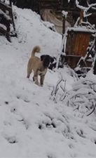 Yağlıdere Yeşilpınar Köyü Resimleri 5