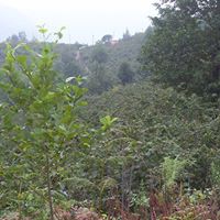 Giresun Akköy Köyü Resimleri 6