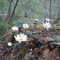 Giresun Güney Köyü Resimleri 12