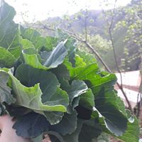 Giresun Güney Köyü Resimleri 13