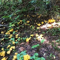 Giresun Güney Köyü Resimleri 16