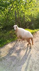 Giresun Hisargeriş Köyü Resimleri 16