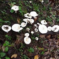 Giresun Hisargeriş Köyü Resimleri 6