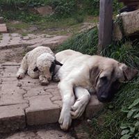 Giresun Hisargeriş Köyü Resimleri 7