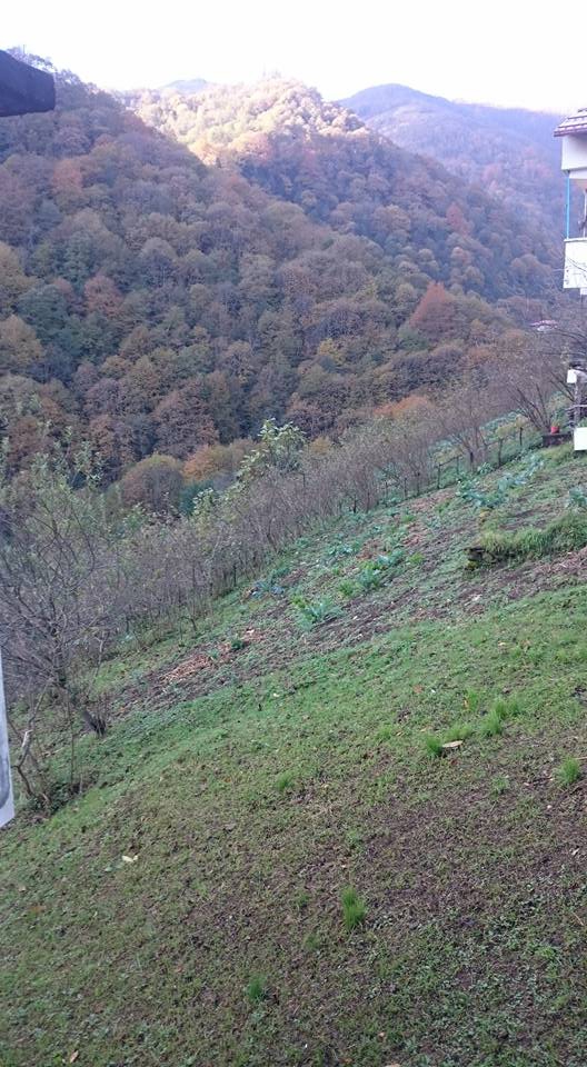 Dernekpazarı Taşçılar Köyü Resimleri 16